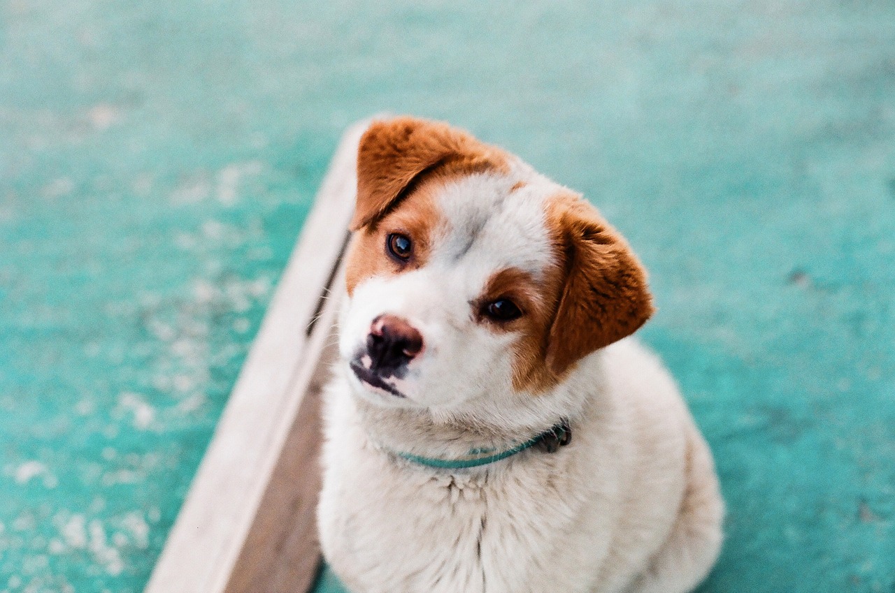 köpek mikroçip uygulaması enjeksiyon
