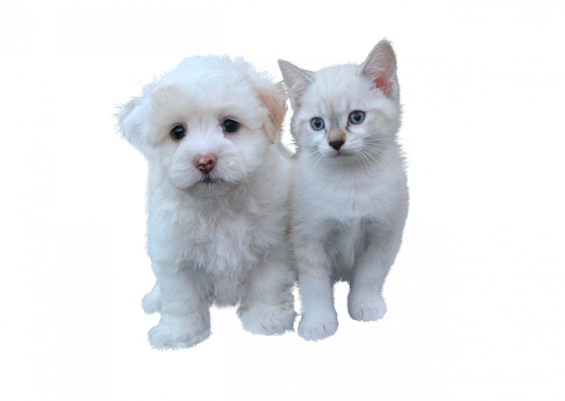 cat dog cuddle